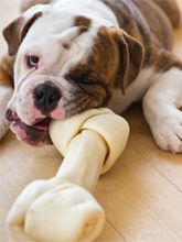 Bulldog with chew toy