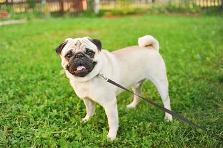 Pug in grass at Chicago dog park