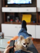 watching tv with dog